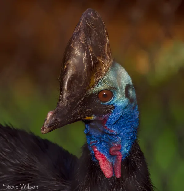 Southern Cassowary