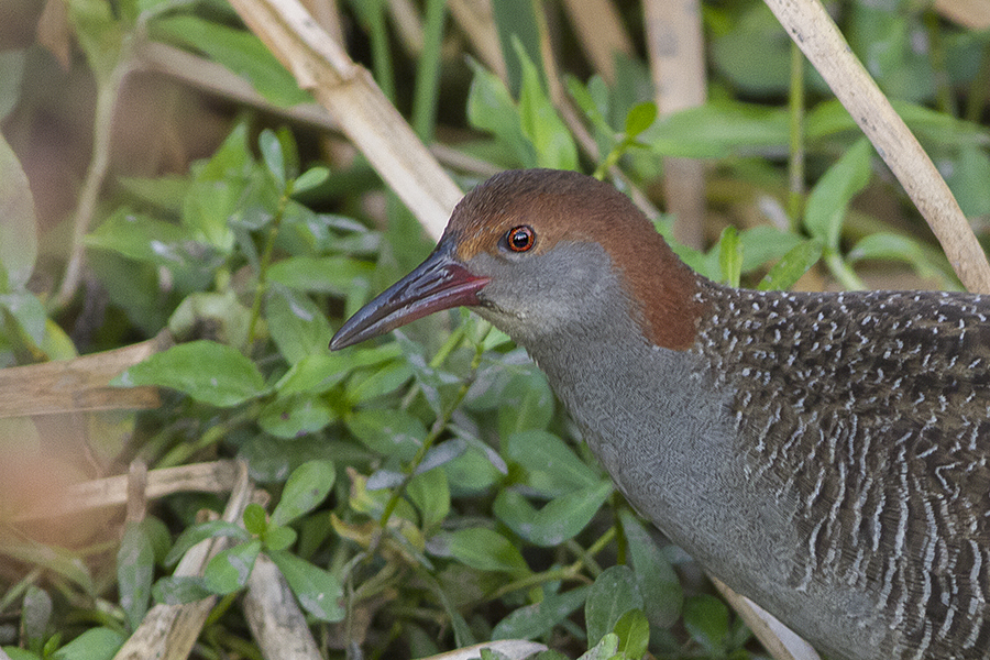 kolkata wetlands editorial photograph